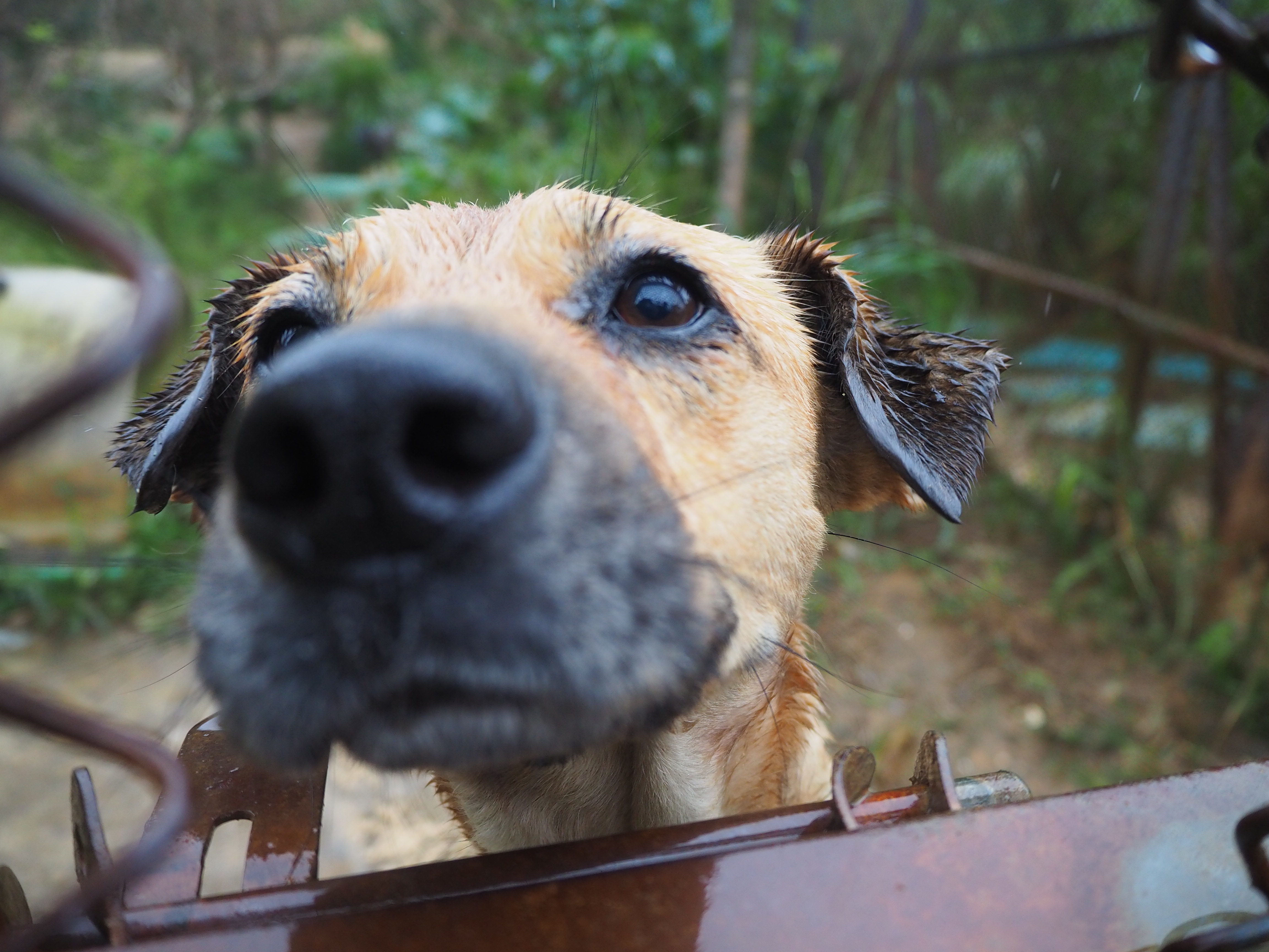 流浪狗狗需要你們的幫助來保衛牠們的家園